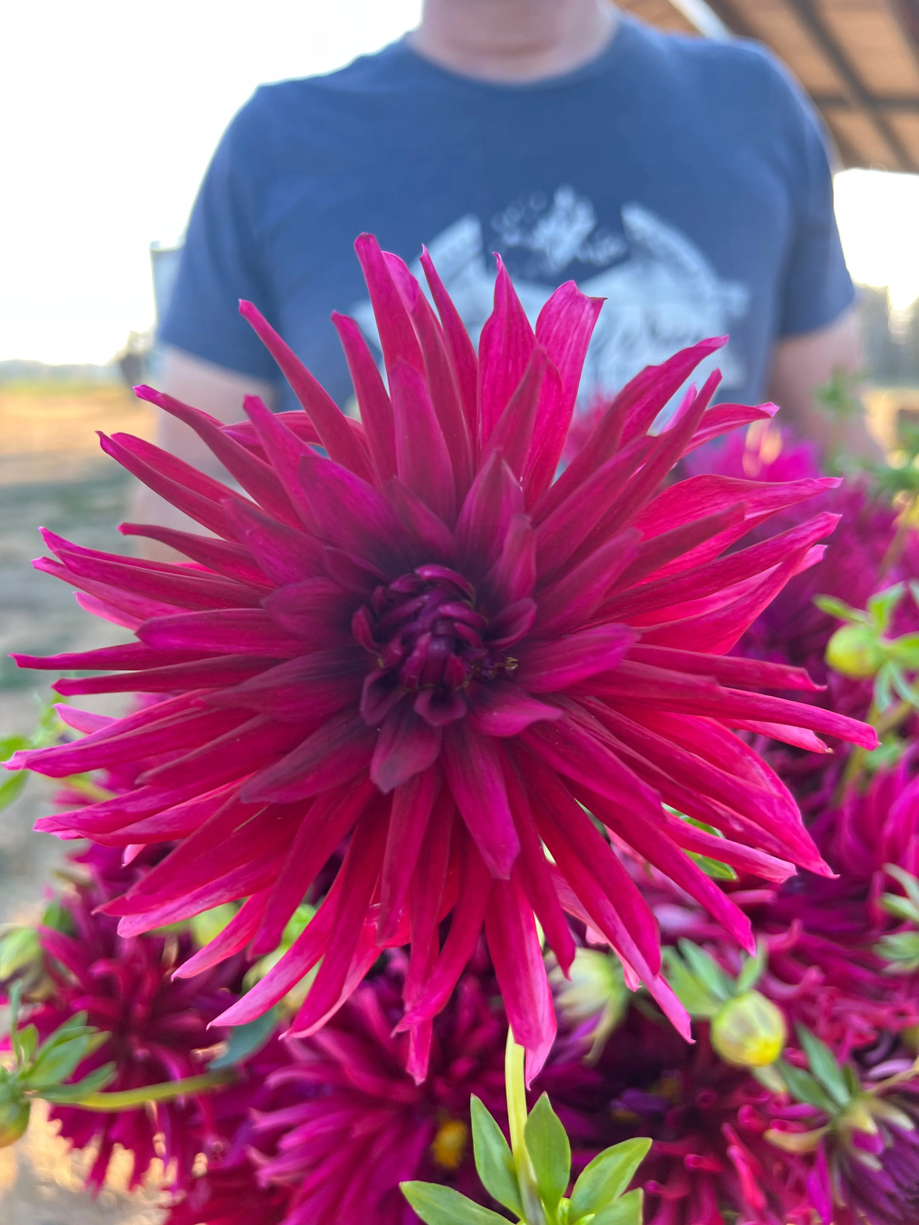 Bloomquist Azores Dahlia Tuber