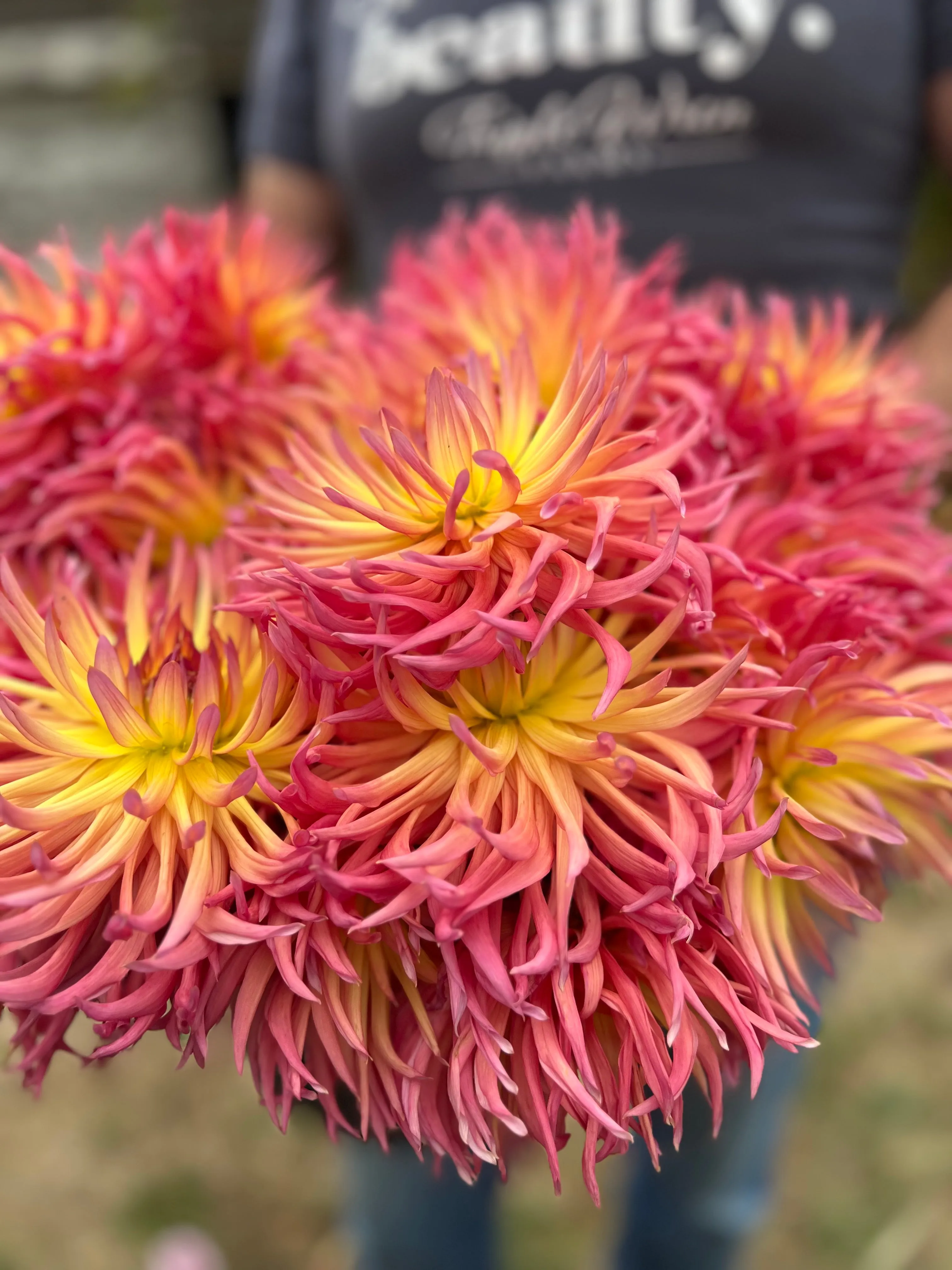 Bloomquist Radiant Dahlia Tuber