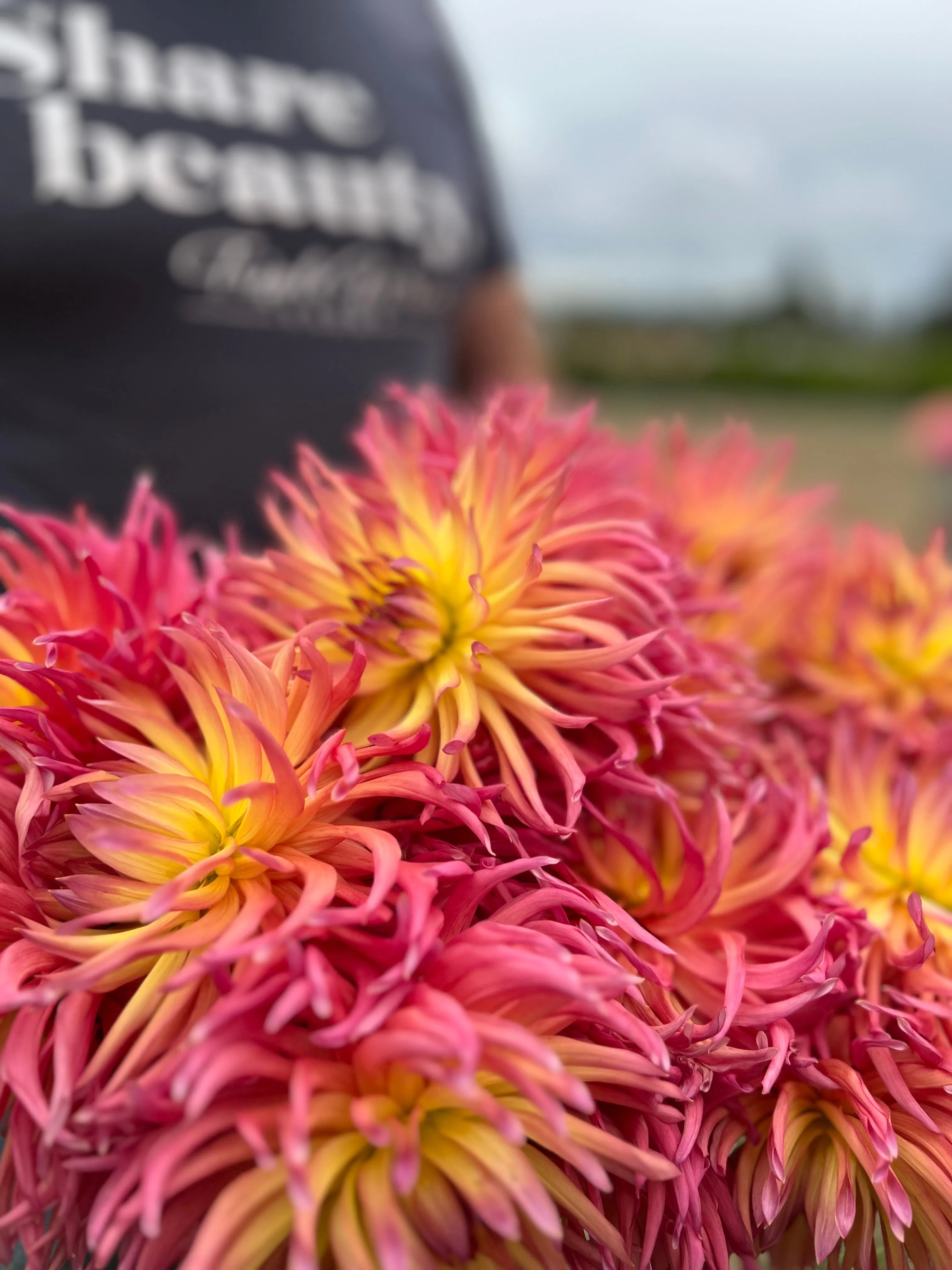 Bloomquist Radiant Dahlia Tuber