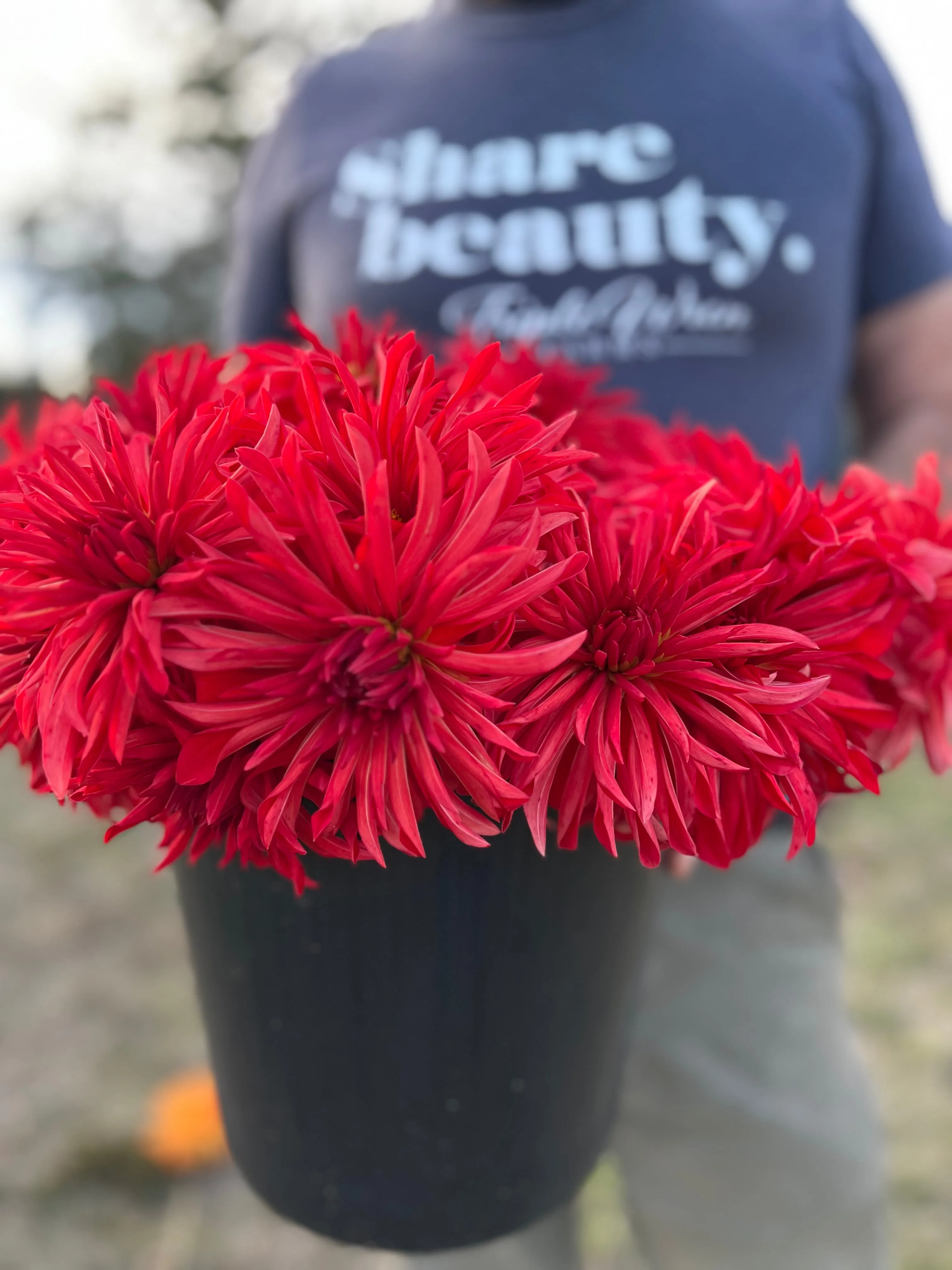 Bloomquist Umbrella Dahlia Tuber