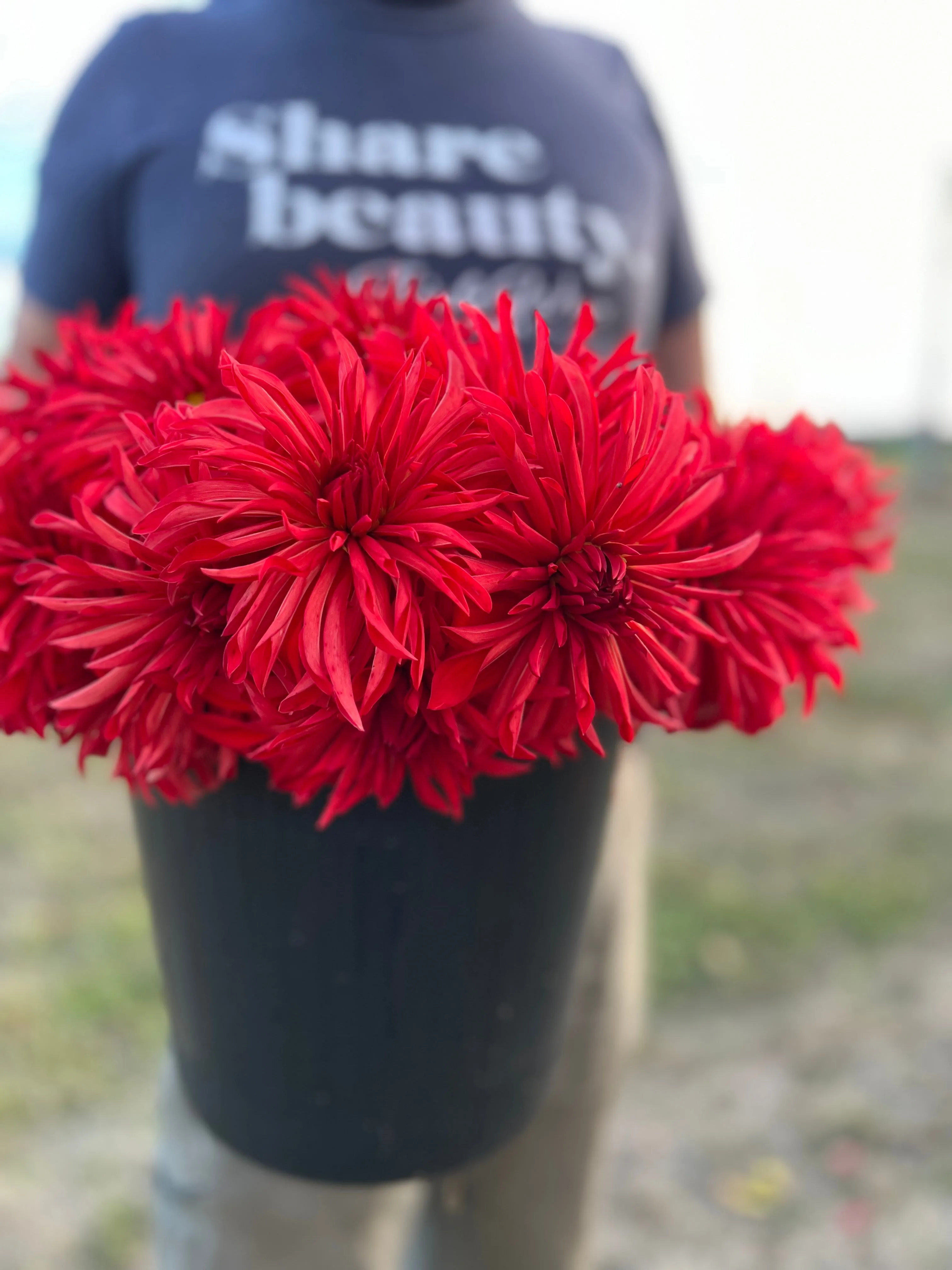 Bloomquist Umbrella Dahlia Tuber