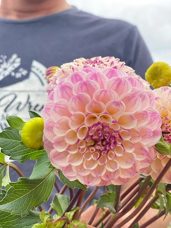 Bloomquist Wonderful Dahlia Tuber