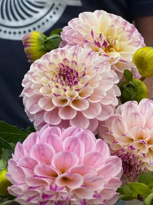 Bloomquist Wonderful Dahlia Tuber