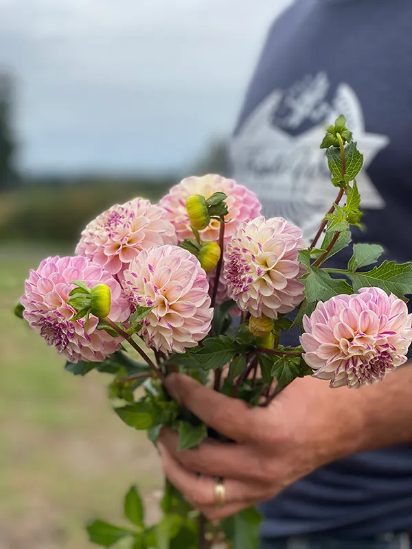 Bloomquist Wonderful Dahlia Tuber