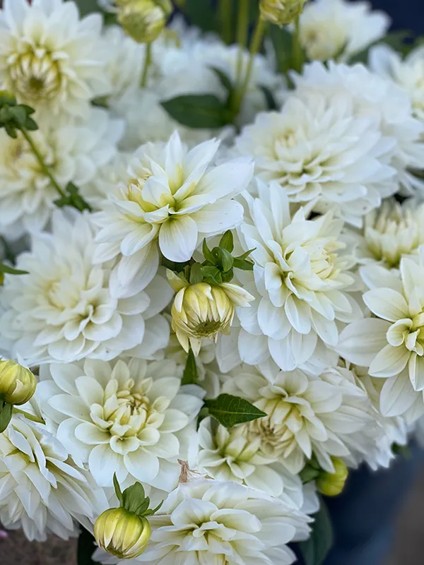 White Swan Dahlia Tuber