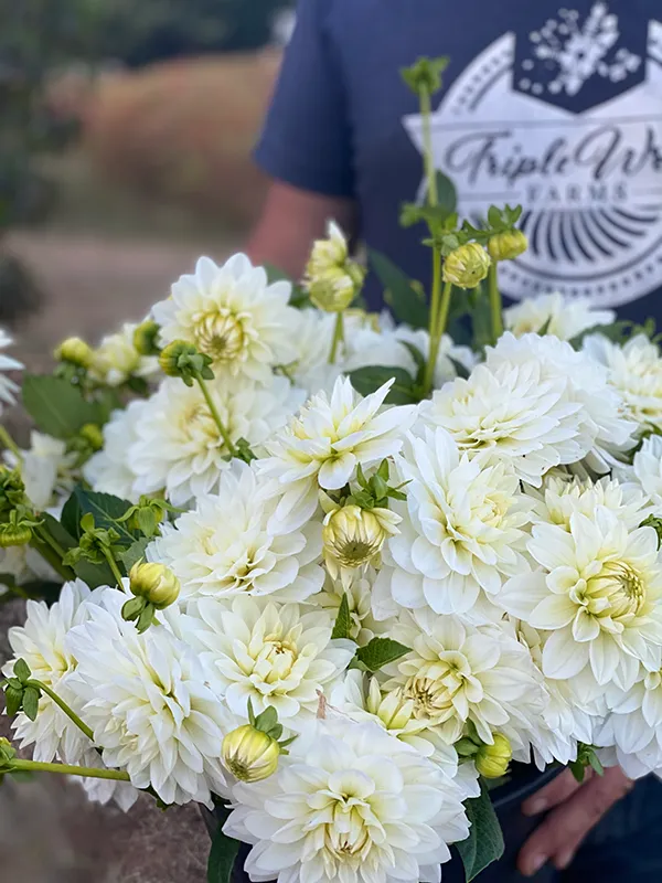 White Swan Dahlia Tuber