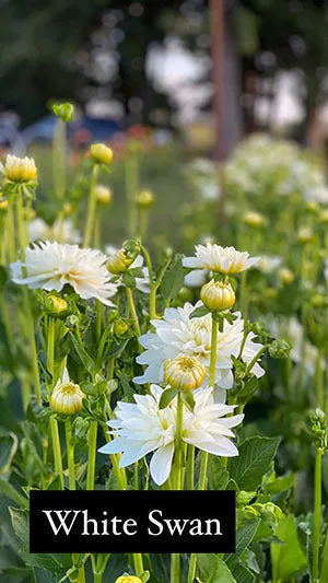 White Swan Dahlia Tuber